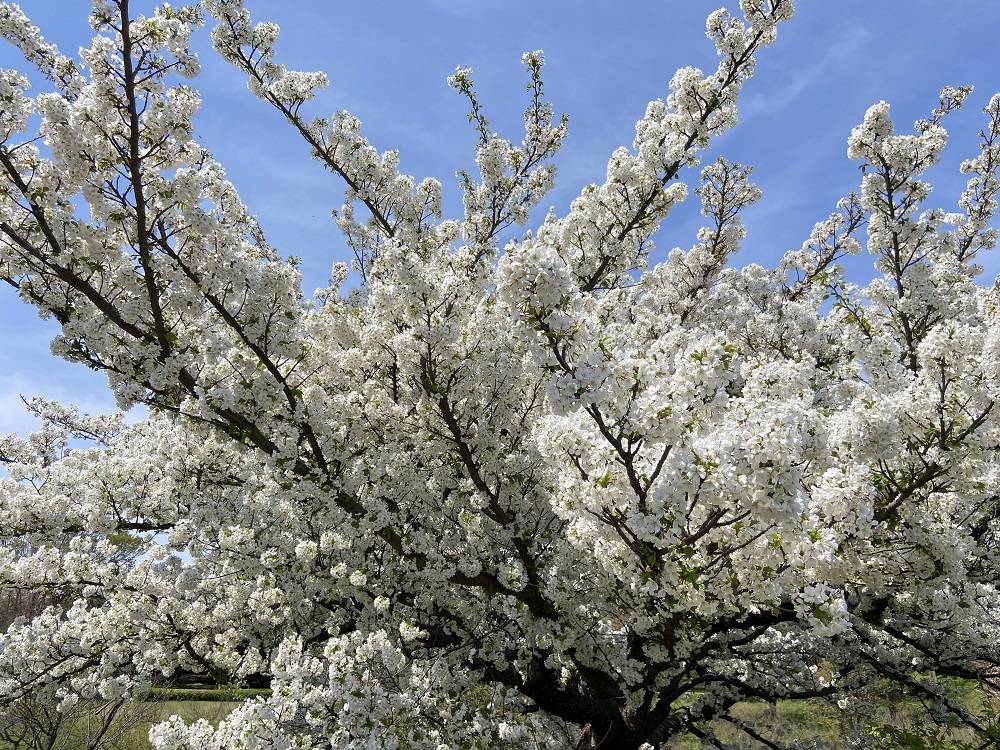オオシマザクラ.jpg