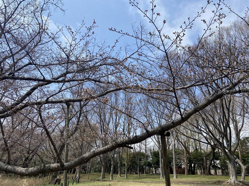 ハンブルグの桜全景4.1.jpg