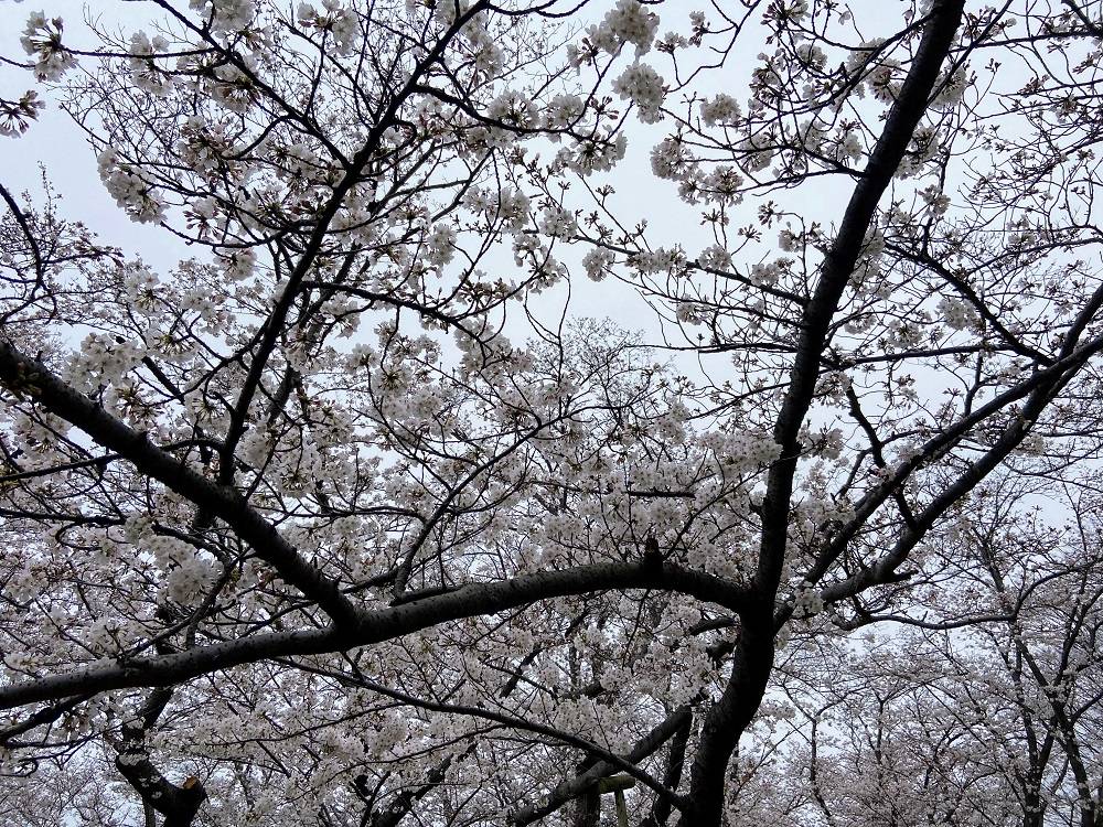 【高品質】花満開 夜桜瑪瑙 バングル 含満桜 | 桜図鑑｜公益財団法人日本花の会
