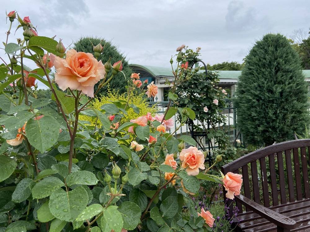 アプリコットキャンディ (1).jpg