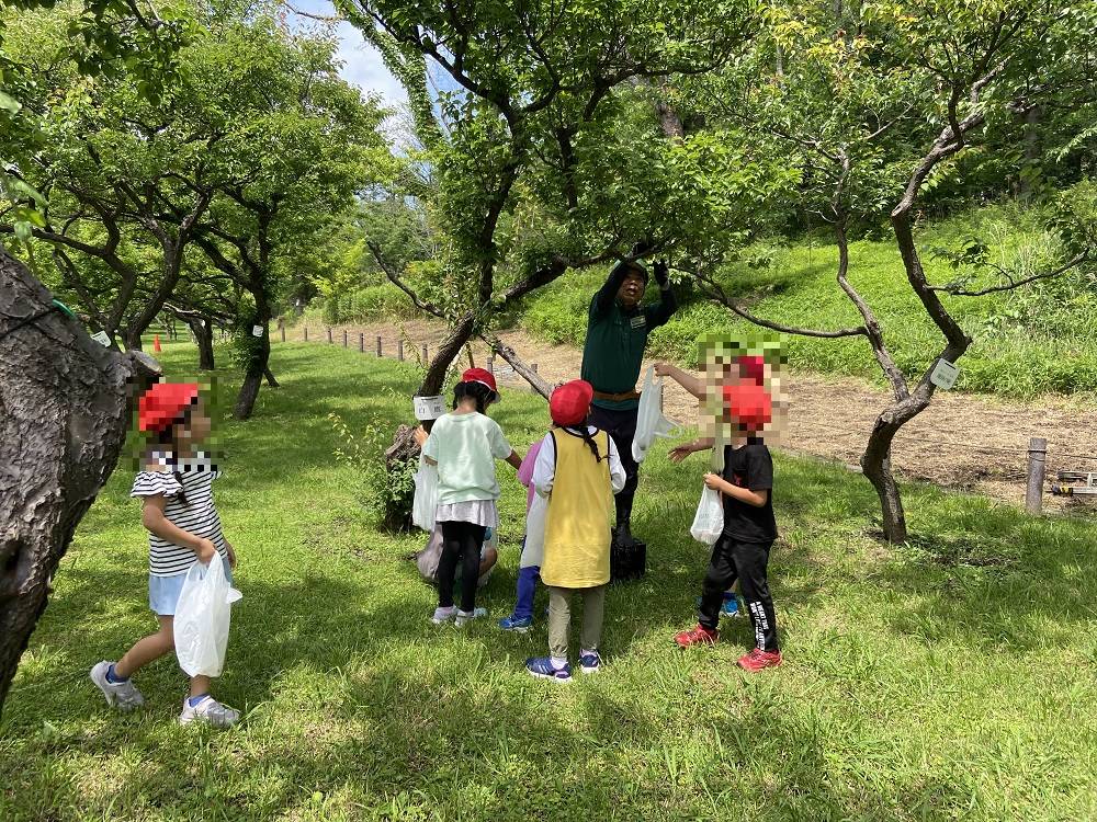 梅の収穫体験3.jpg