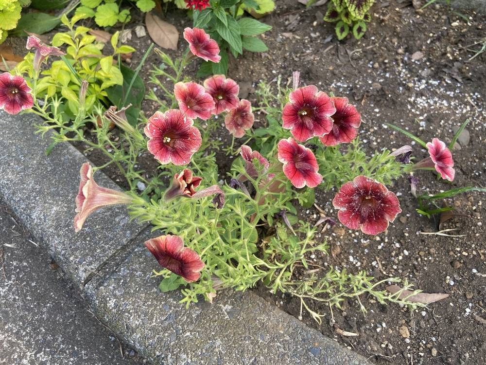 ゆうやけこやけ (1).jpg