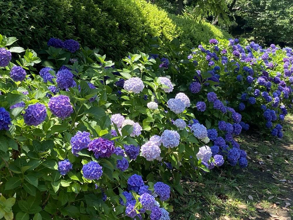 アジサイ (1).jpg