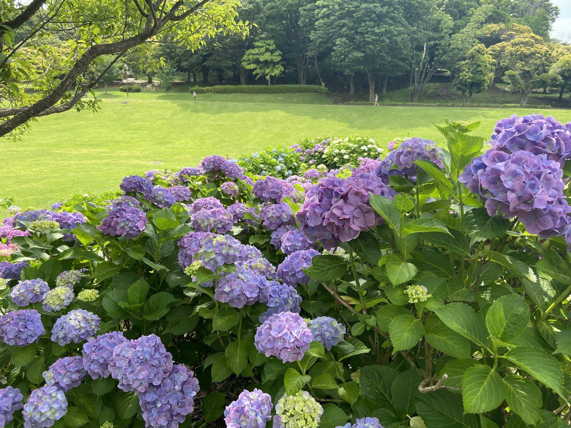 アジサイ3.jpg