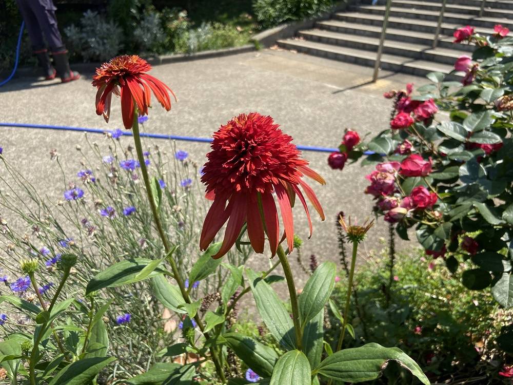 エキナセア (1).jpg