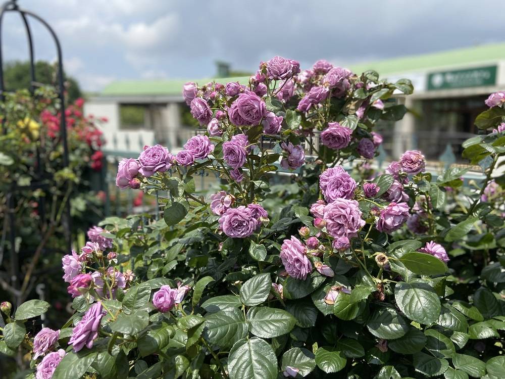 カインダーブルー (1).jpg