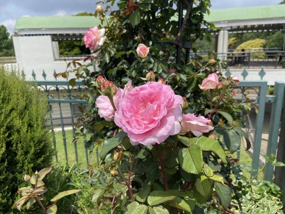 ビバリー (1).jpg