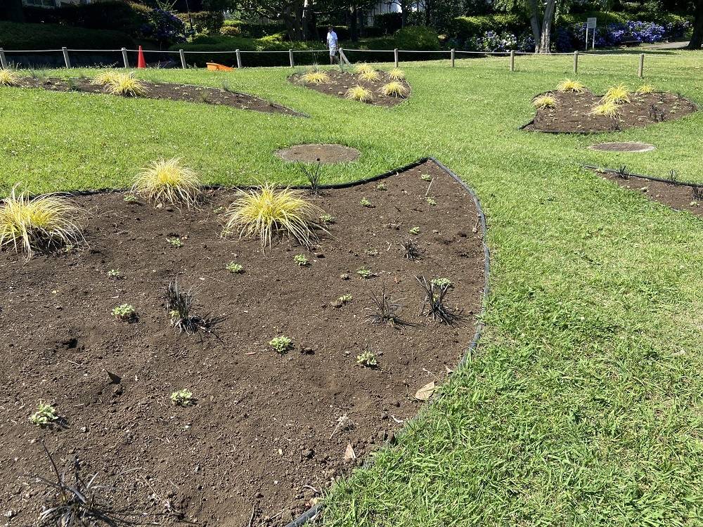 種ダンゴの芽が出ました (2).jpg