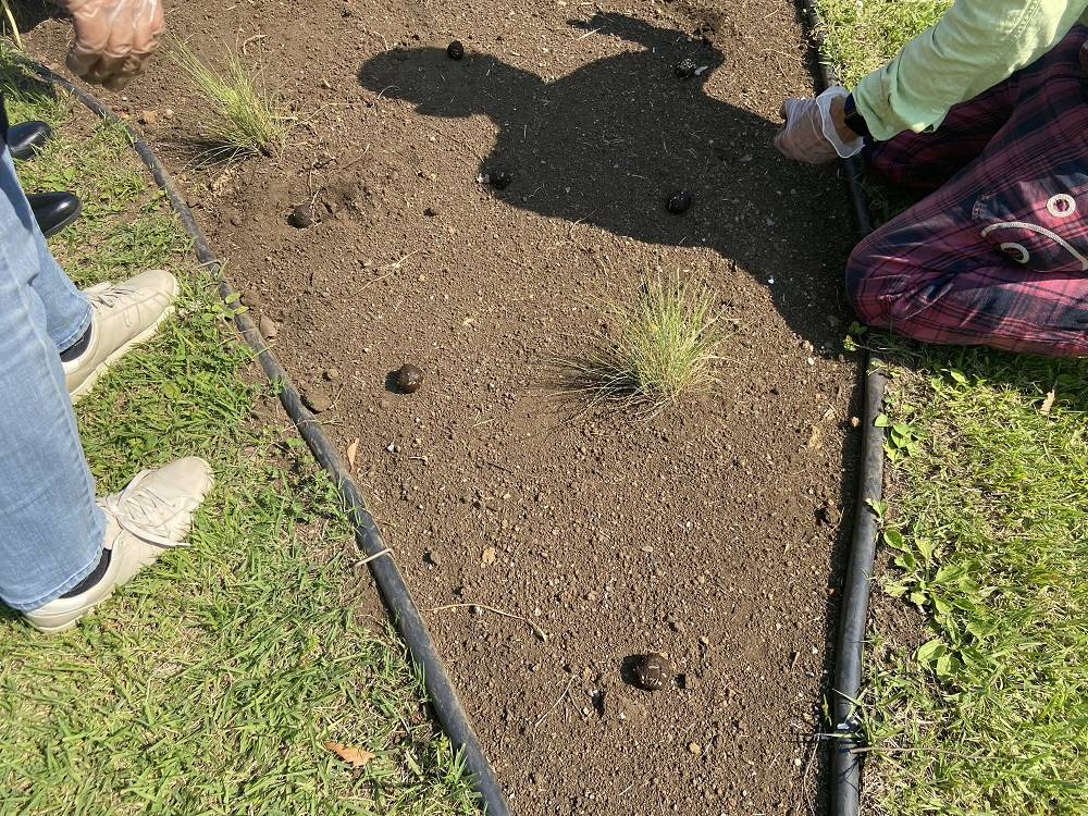 種ダンゴ植え付け2.jpg