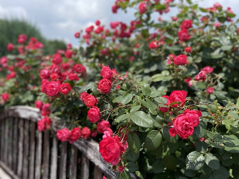 6月の香りのバラ園|｜ブログ|根岸森林公園公式サイト｜公益財団法人