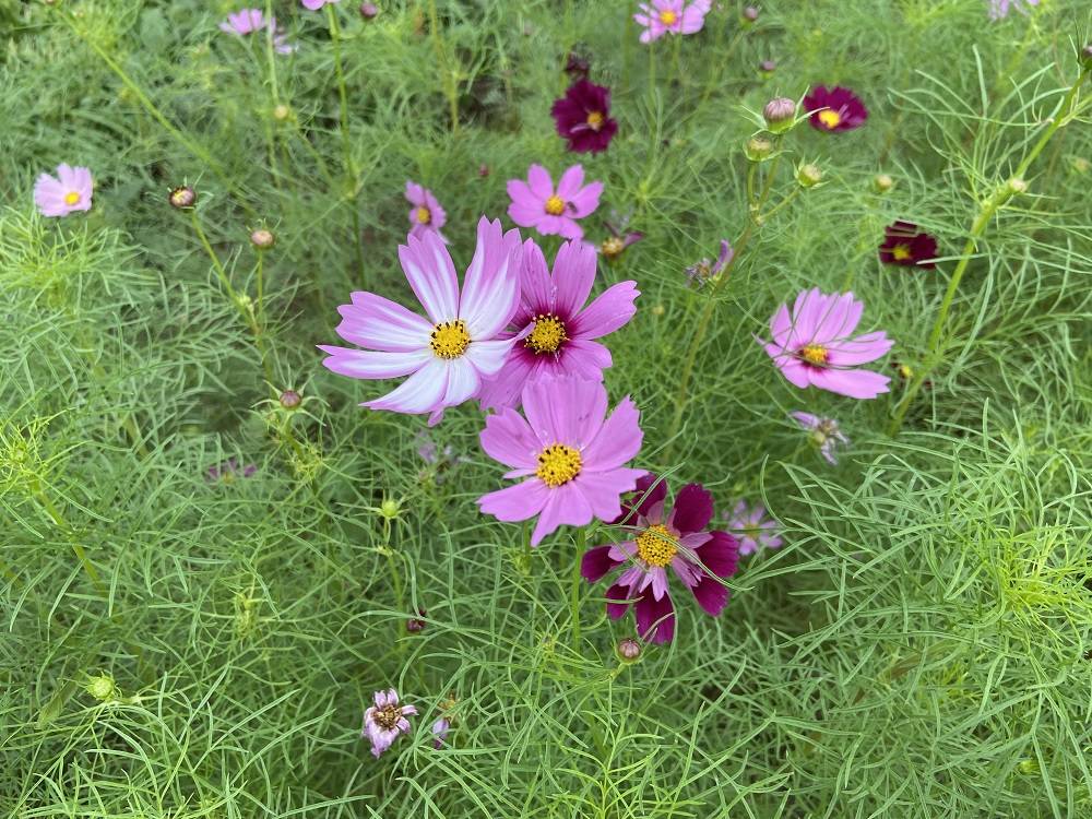 コスモスセンセーション.jpg
