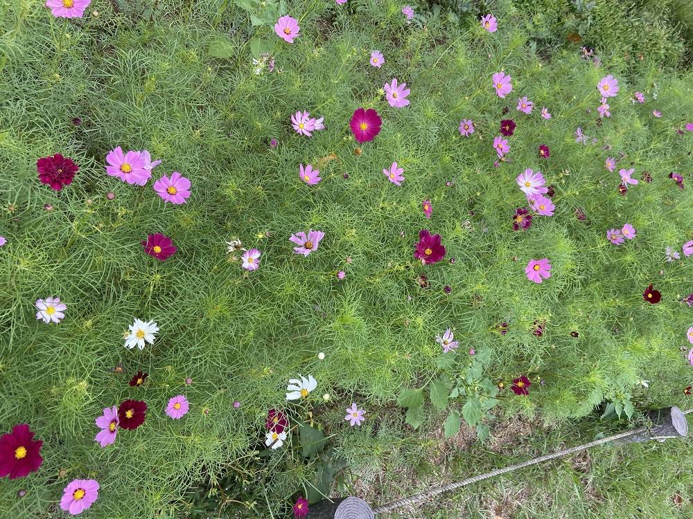 コスモス畑 (2).jpg