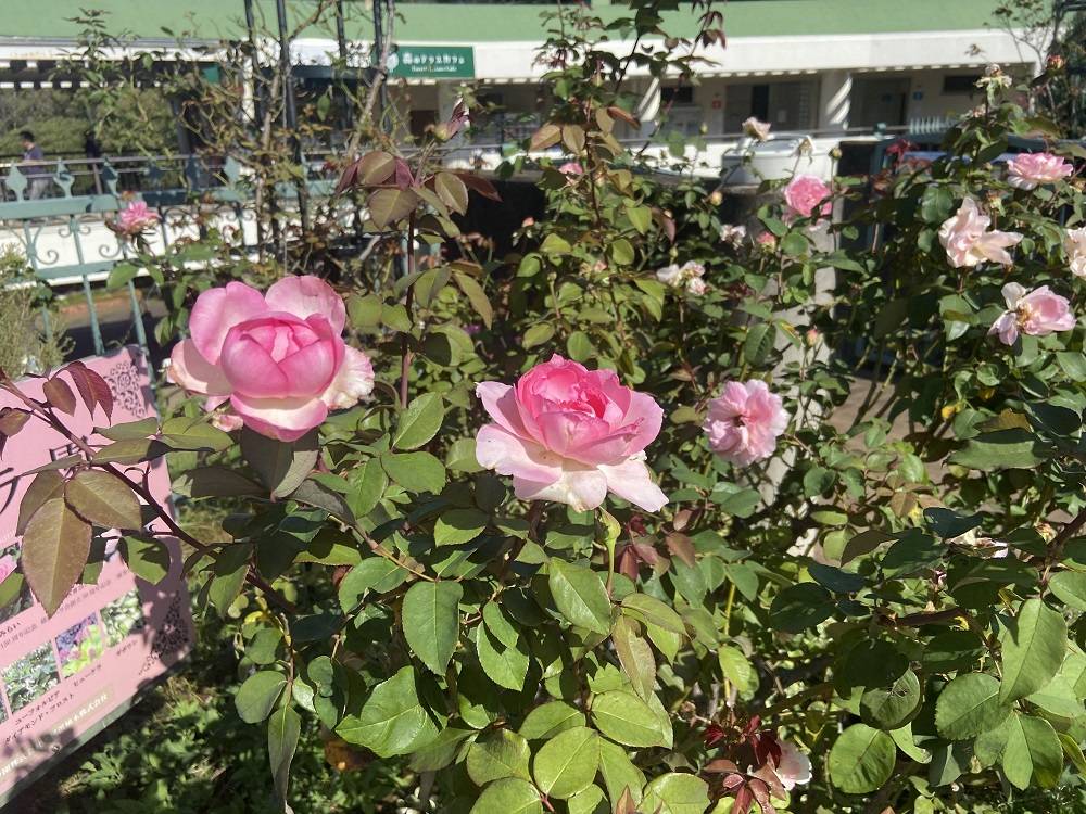 ビバリー (1).jpg