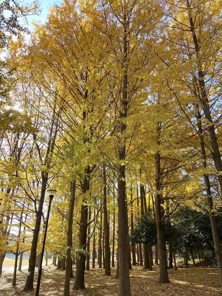 イチョウ林.jpg