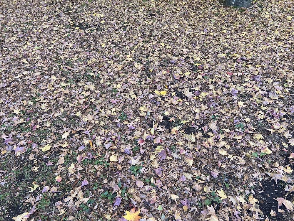 公園の落葉.jpg