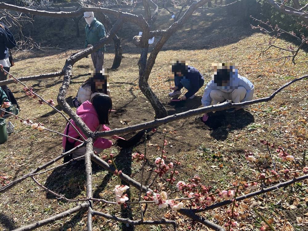 バイリンジャー梅の施肥.jpg