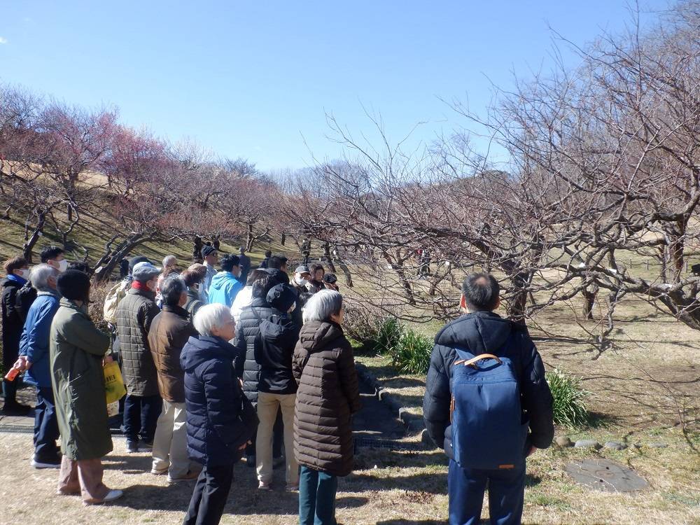 梅のガイドツアー.jpg
