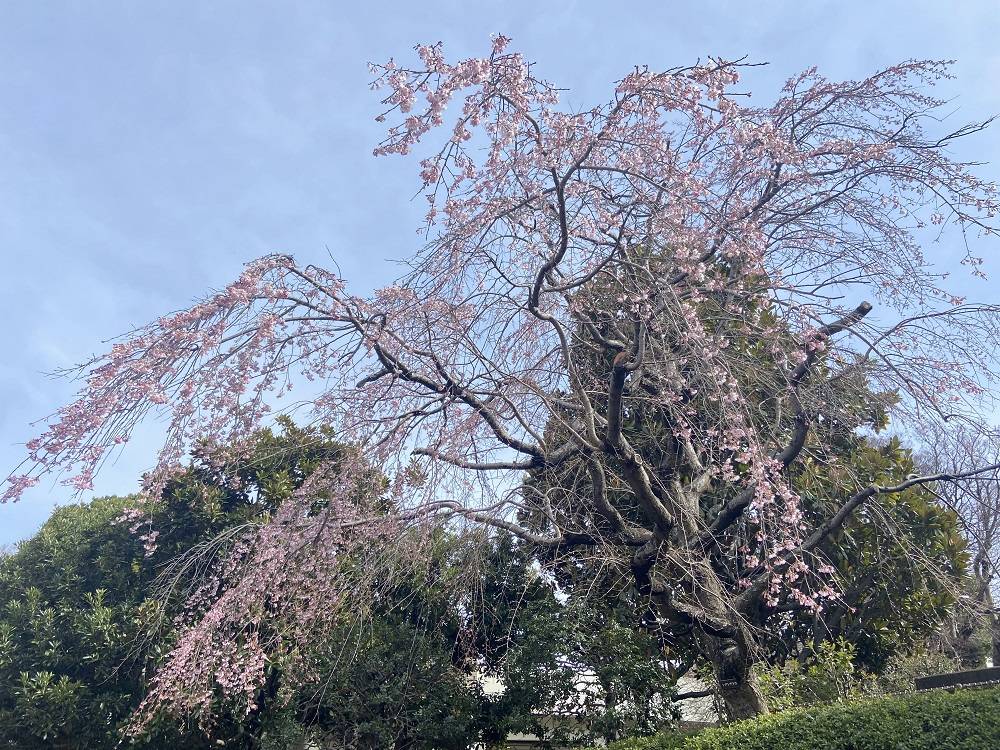 シダレザクラ.jpg
