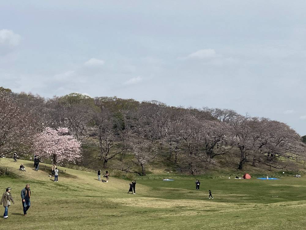 桜山3.30.jpg