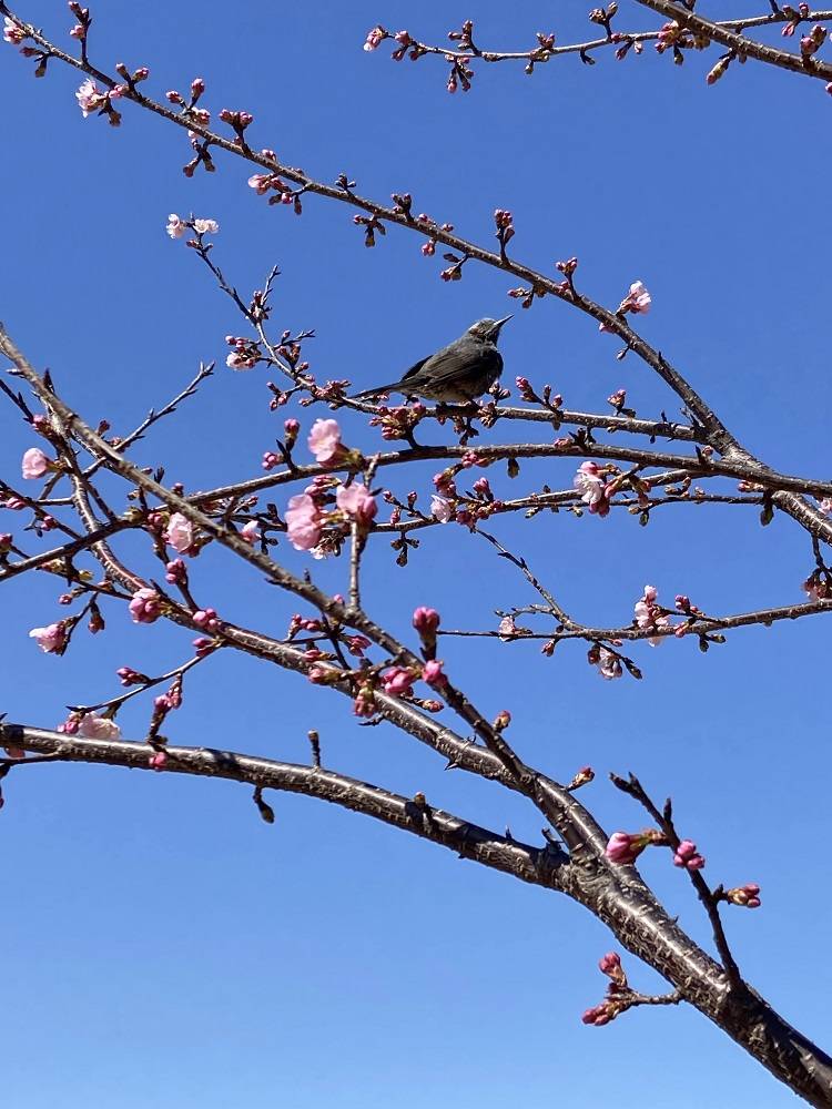 野鳥とおおかんざくら.jpg