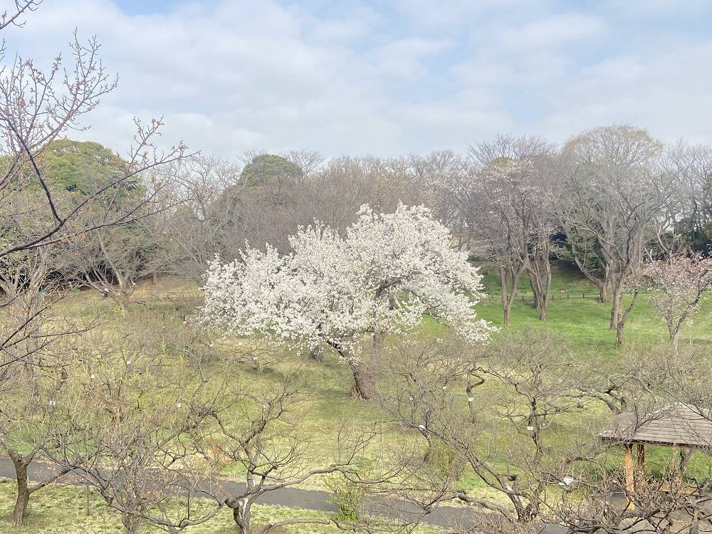 3.27大島桜.jpg
