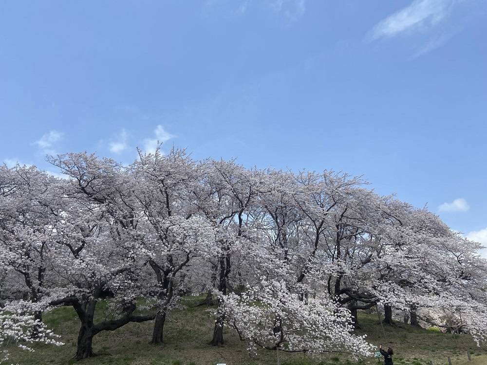 桜山全景.jpg