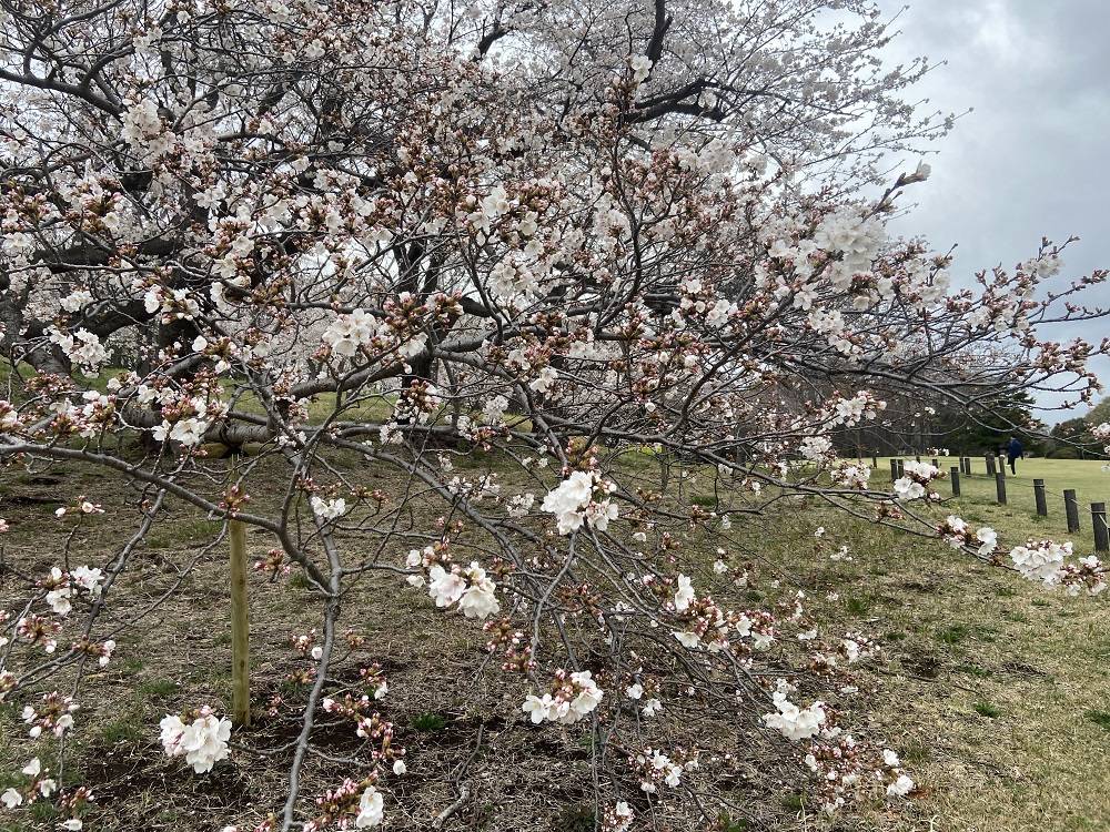 芝生広場側桜.jpg