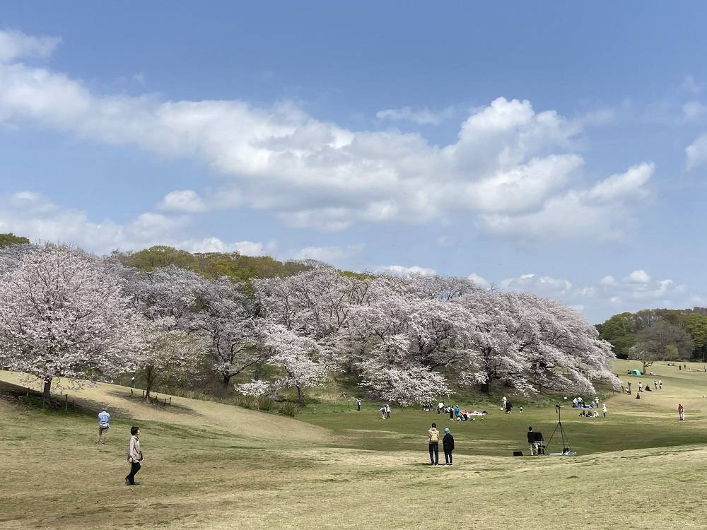 4.08桜山全景.jpg