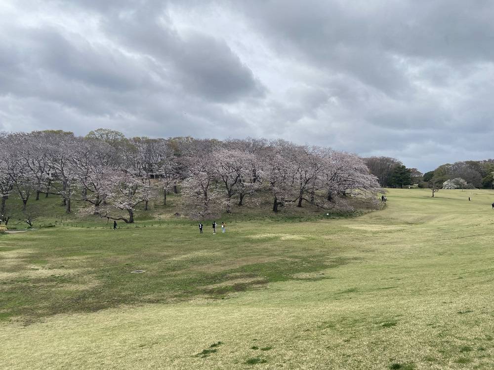 4.2桜山.jpg