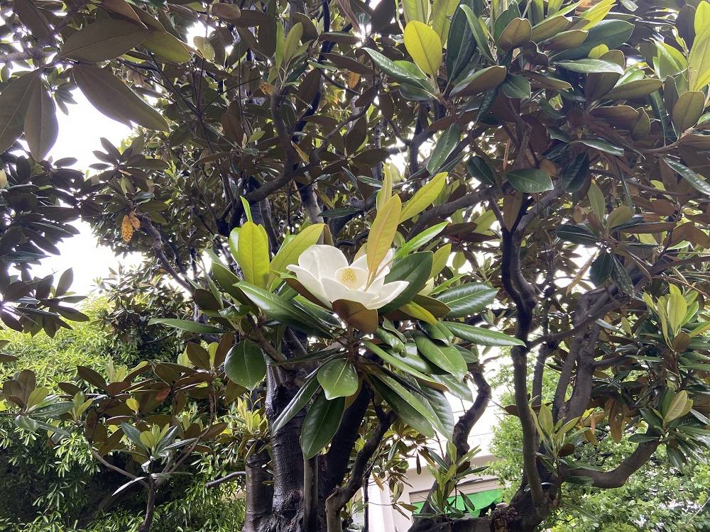 タイサンボク2.jpg