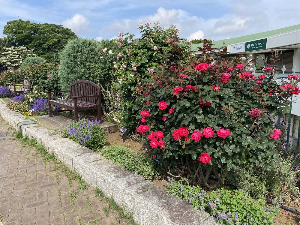 香りのバラ園ダブルノックアウト.jpg