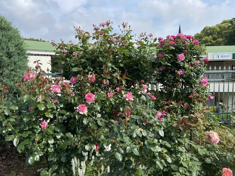 香りのバラ園5.153.jpg