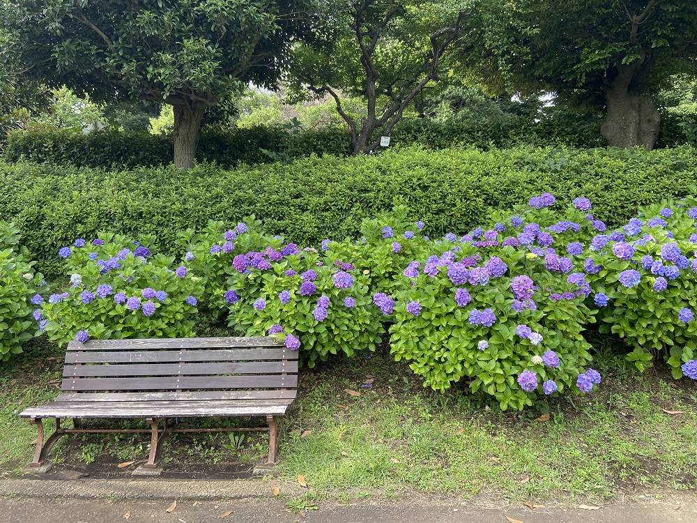 アジサイベンチ.jpg