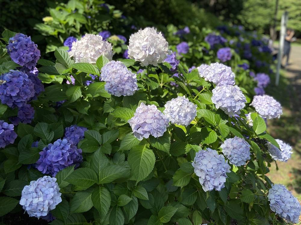 アジサイ.jpg