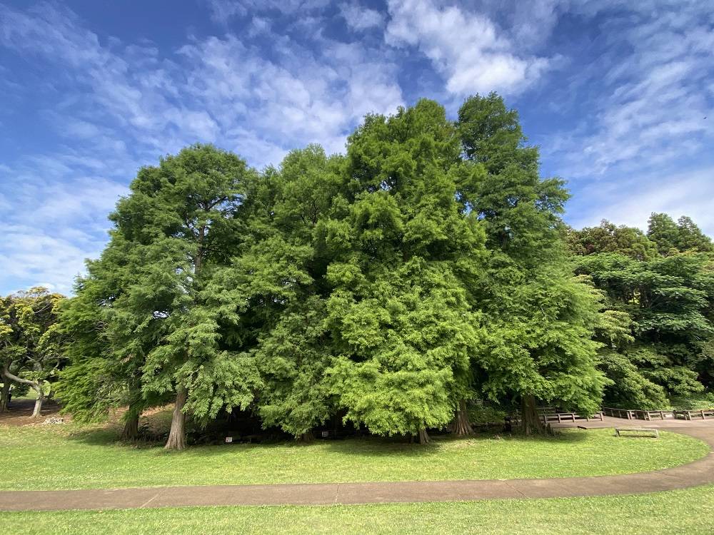 落羽松（ラクウショウ）|｜ブログ|根岸森林公園公式サイト｜公益財団