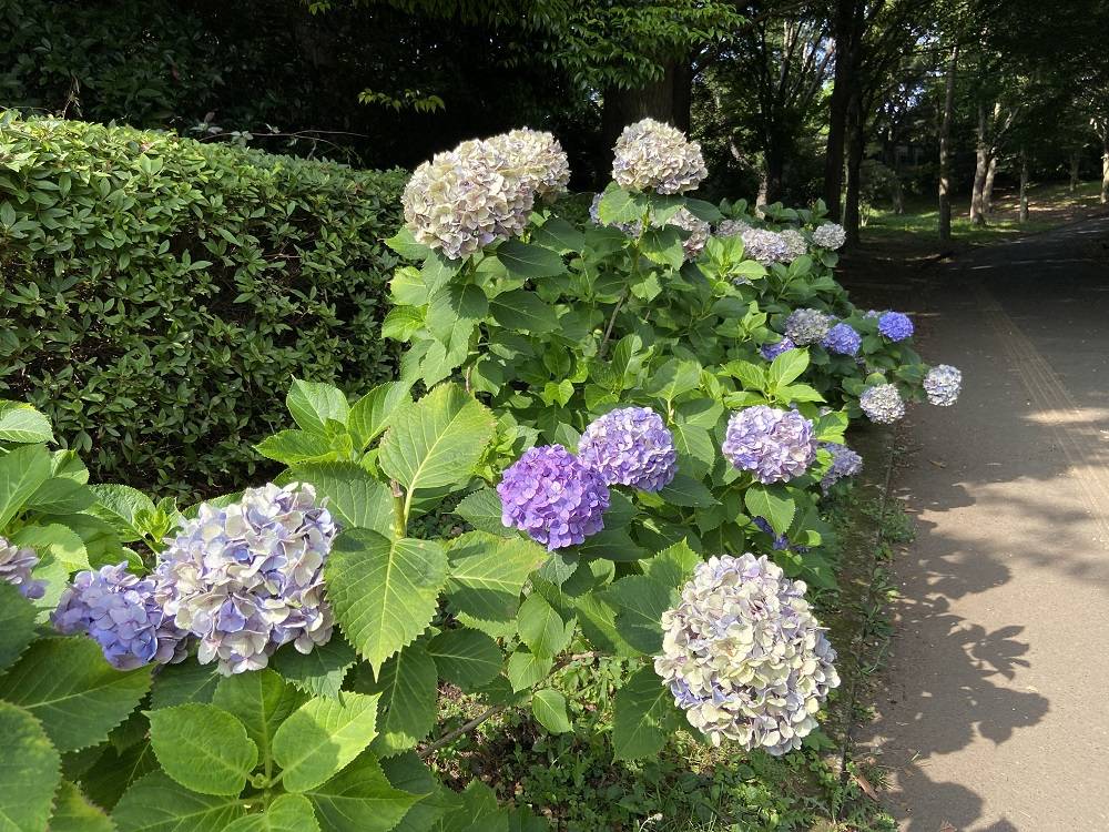 アジサイロード.jpg