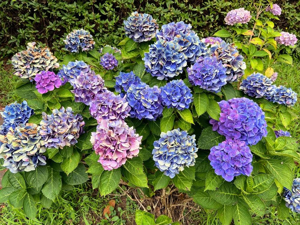 色とりどりのアジサイ7.5.jpg