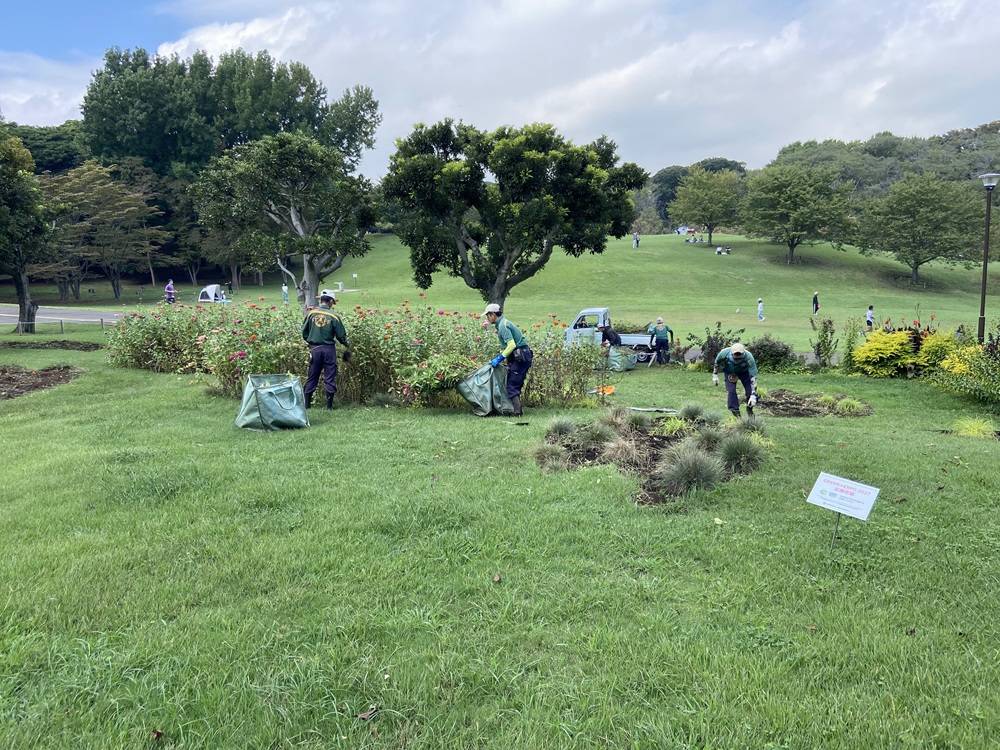 タネダンゴ花壇の抜き取り.jpg