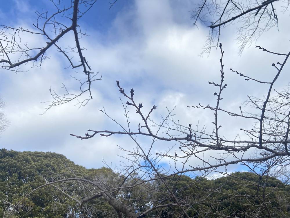 桜開花情報2.26.jpg