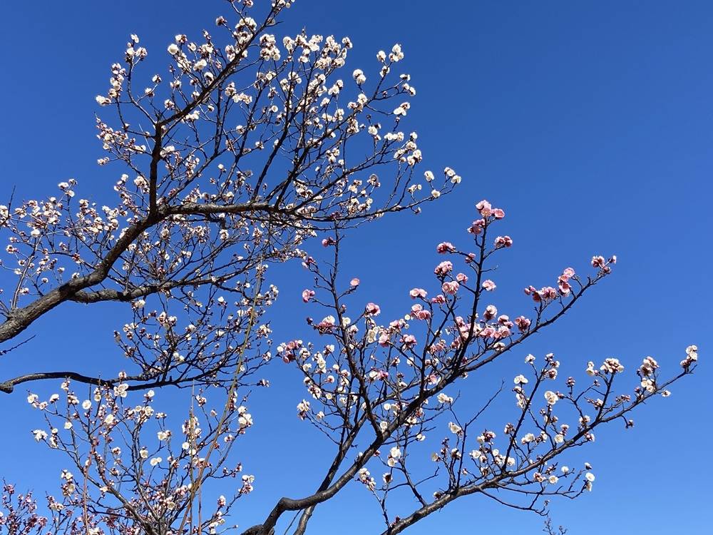 青空と梅.jpg