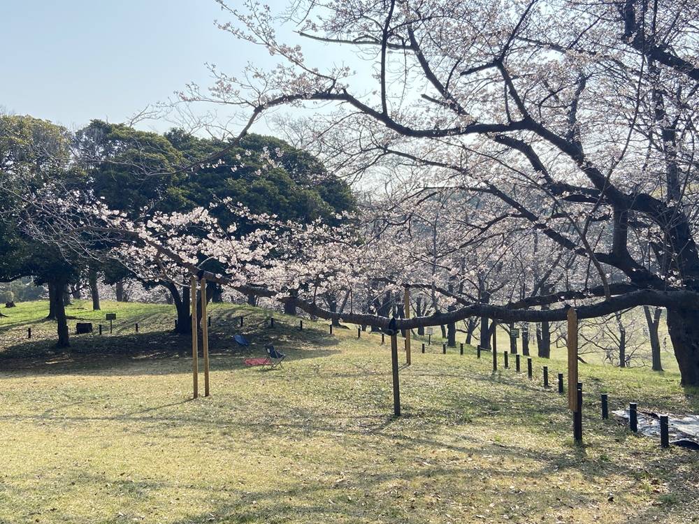 ハンブルグの桜3.29.jpg
