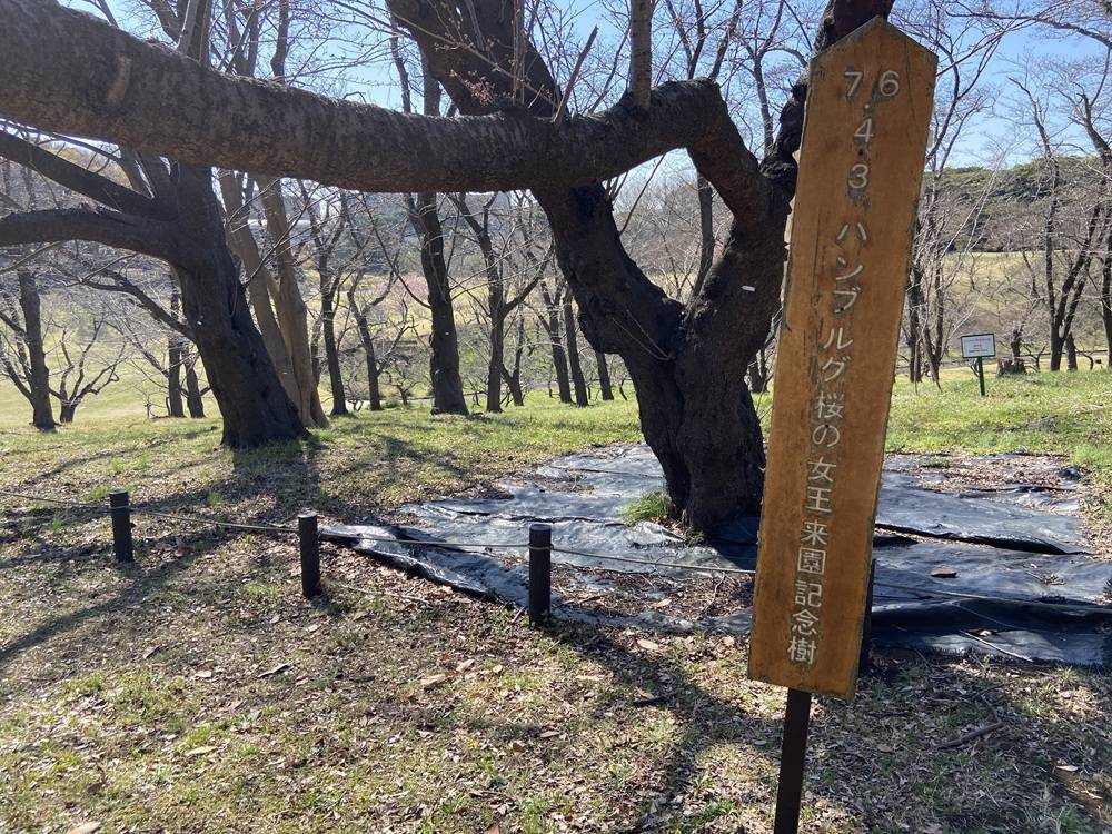 記念の桜看板.jpg