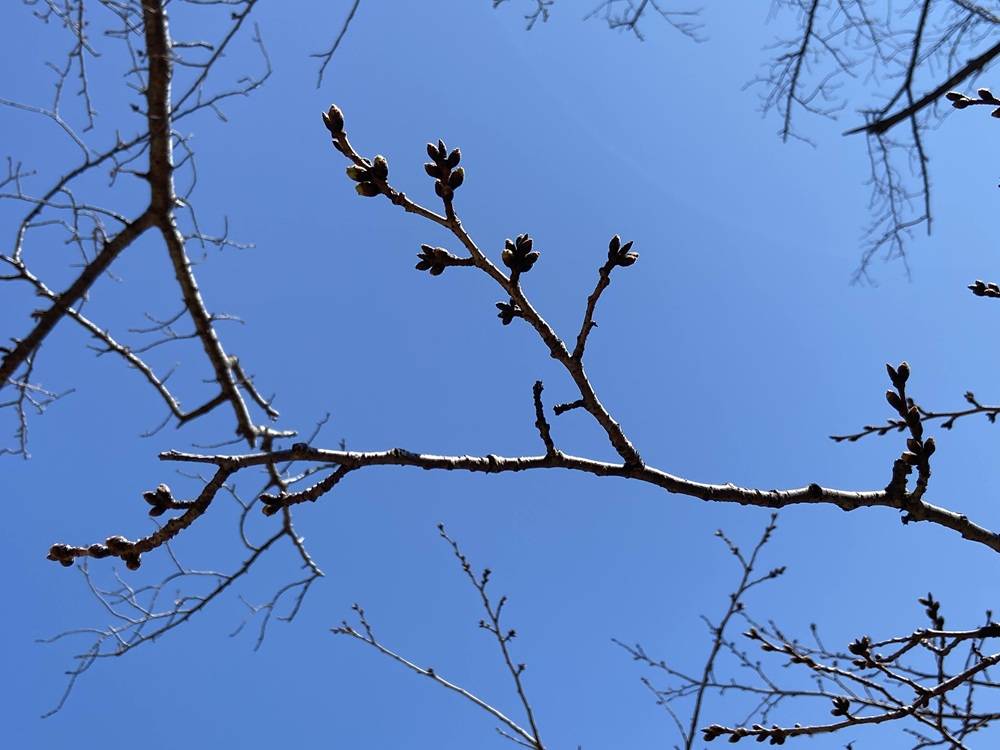 ３．１２桜の蕾.jpg