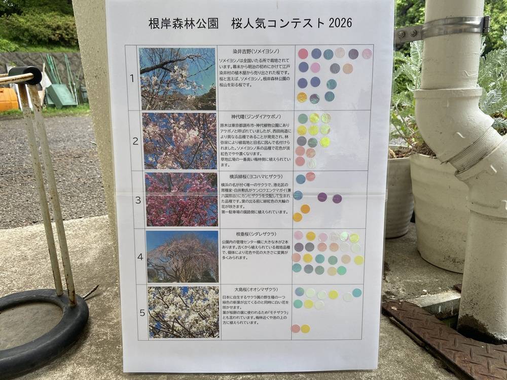 桜人気コンテスト2026.jpg
