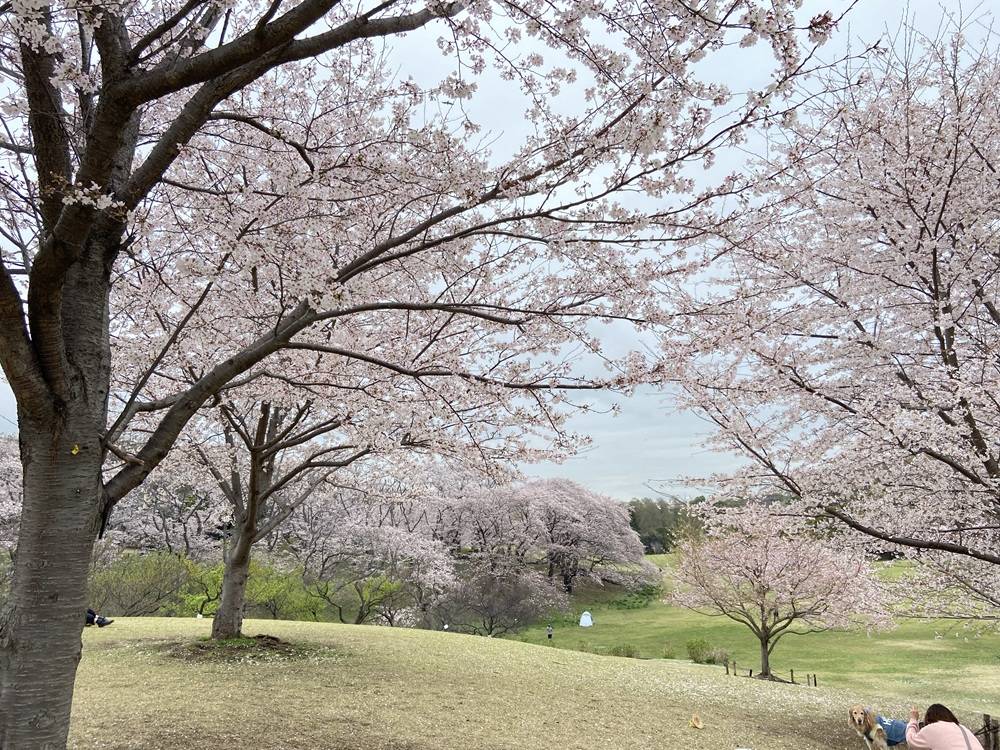 満開の桜.jpg