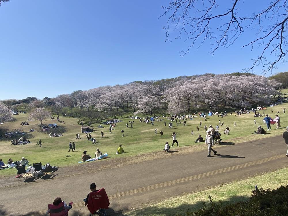日曜日の桜山.jpg