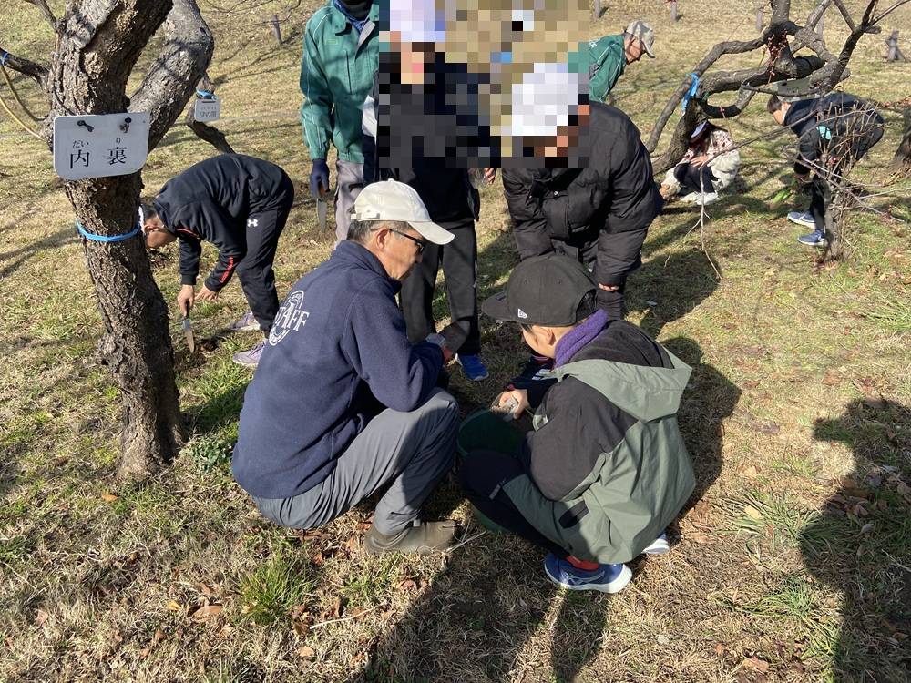 梅の施肥.jpg