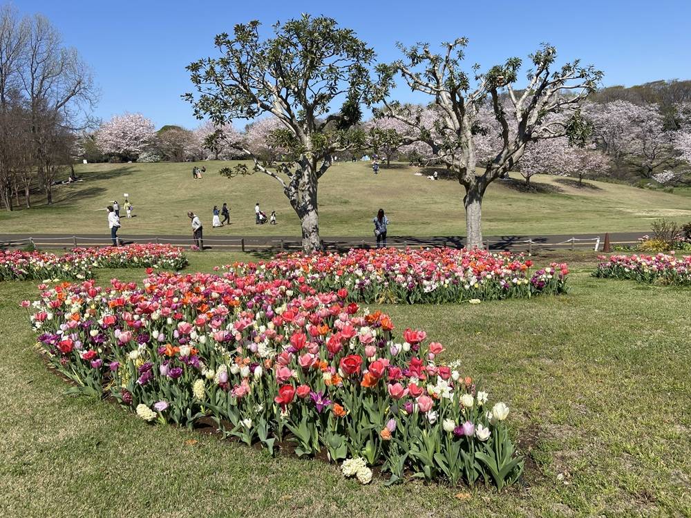 花びら花壇の様子.jpg