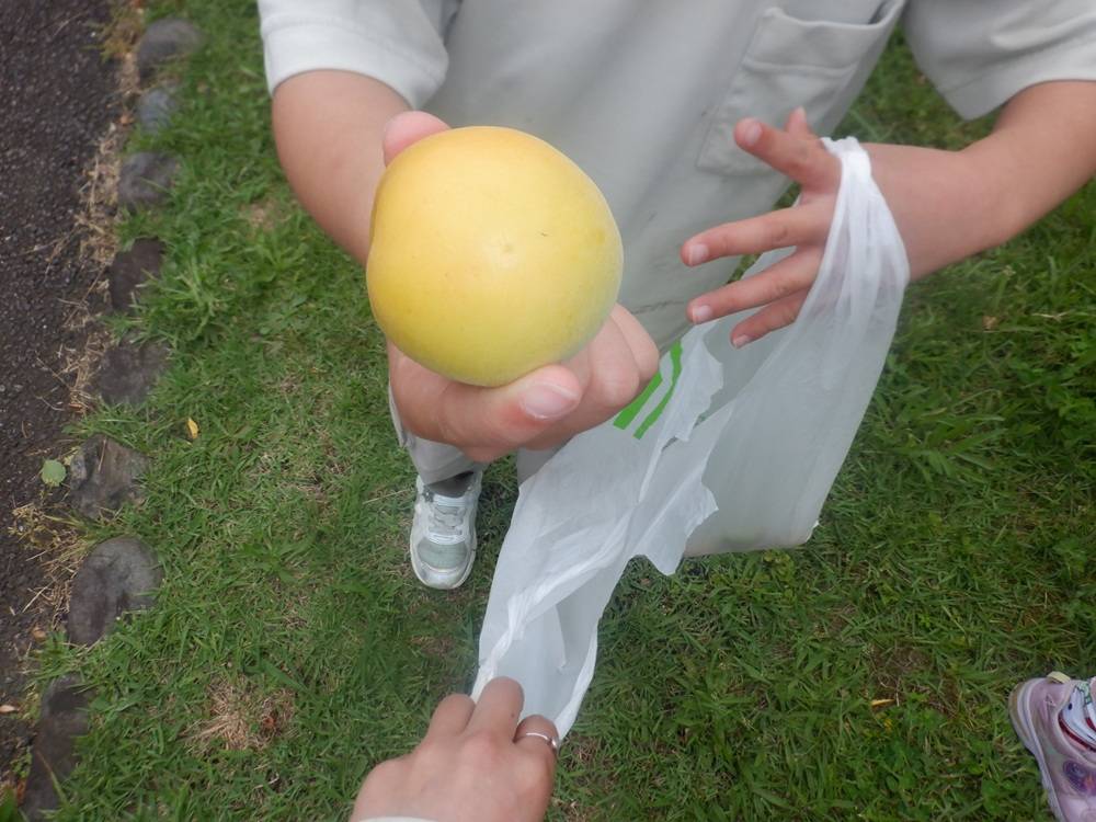 大きな梅の実.jpg