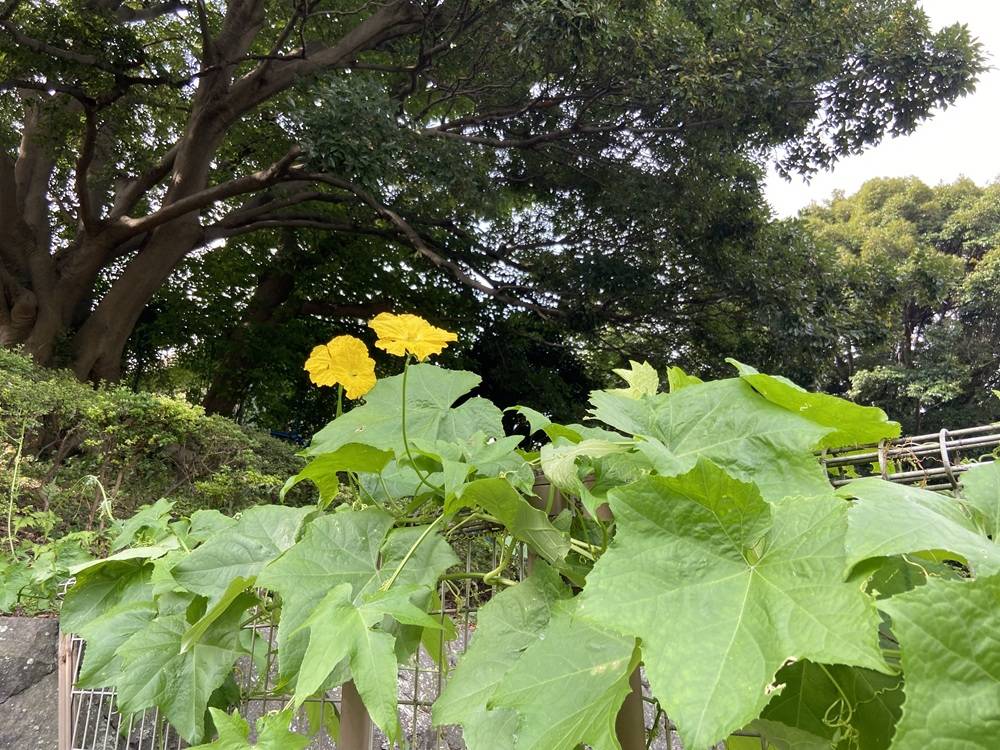 ヘチマの花.jpg
